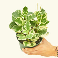 Small Variegated Baby Rubber Plant (Peperomia obtusifolia variegata)