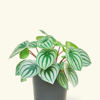 Medium Watermelon Peperomia (Peperomia argyreia)