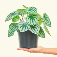 Medium Watermelon Peperomia (Peperomia argyreia)