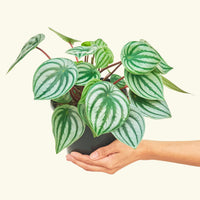 Medium Watermelon Peperomia (Peperomia argyreia)