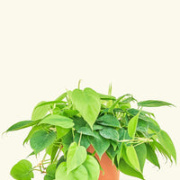 Medium Sweetheart Philodendron (Philodendron cordatum)