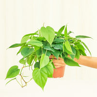 Medium Philodendron 'Neon' (Philodendron cordatum)