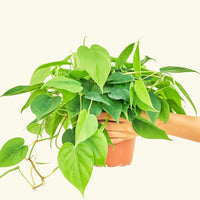 Medium Sweetheart Philodendron (Philodendron cordatum)