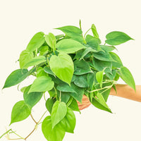 Medium Sweetheart Philodendron (Philodendron cordatum)