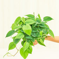 Medium Philodendron 'Neon' (Philodendron cordatum)