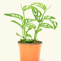 Medium Swiss Cheese Vine (Monstera adansonii)