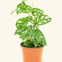 Medium Swiss Cheese Vine (Monstera adansonii)