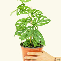 Medium Swiss Cheese Vine (Monstera adansonii)