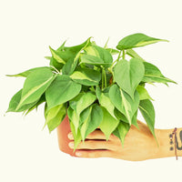 Medium Philodendron 'Brazil' (Philodendron hederaceum)