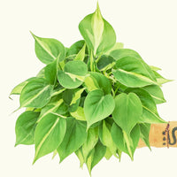 Medium Philodendron 'Brazil' (Philodendron hederaceum)