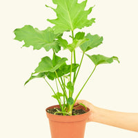 Medium Philodendron 'Little Hope' (Philodendron bipinnatifidum 'Little Hope')