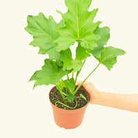 Medium Philodendron 'Little Hope' (Philodendron bipinnatifidum 'Little Hope')