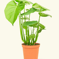Medium Swiss Cheese Plant (Monstera deliciosa)