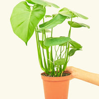 Medium Swiss Cheese Plant (Monstera deliciosa)