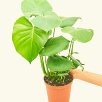 Medium Swiss Cheese Plant (Monstera deliciosa)
