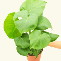 Medium Swiss Cheese Plant (Monstera deliciosa)