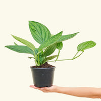 Medium Monstera 'Peru' (Monstera Karstenianum 'Peru') in grow pot