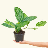 Medium Monstera 'Peru' (Monstera Karstenianum 'Peru') in grow pot