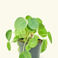 Medium Chinese Money Plant in a grow pot