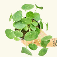 Medium Chinese Money Plant in a grow pot