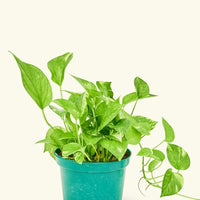 Oscar Plant Rooted