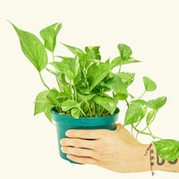 Oscar Plant Rooted MD