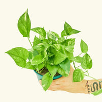 Oscar Plant Rooted