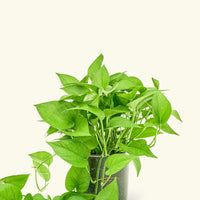 Medium Pothos 'Jade' (Epipremnum aureum)
