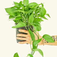 Medium Pothos 'Jade' (Epipremnum aureum)