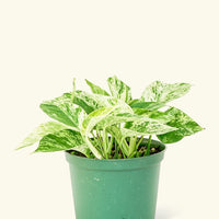 Medium Pothos 'Pearls and Jade' (Epipremnum aureum) in a grow pot.