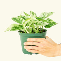 Medium Pothos 'Pearls and Jade' (Epipremnum aureum) in a grow pot.