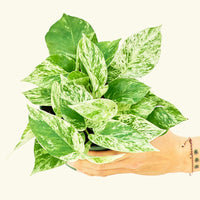 Medium Pothos 'Pearls and Jade' (Epipremnum aureum) in a grow pot.