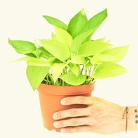 Medium Neon Pothos (Epipremnum aureum) in a grow pot.