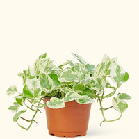 Medium Pothos 'Pearls and Jade' (Epipremnum aureum)