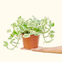 Medium Pothos 'Pearls and Jade' (Epipremnum aureum)
