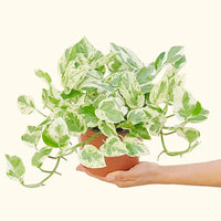 Medium Pothos 'Pearls and Jade' (Epipremnum aureum)