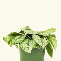 Medium Silver Pothos 'Exotica' (Scindapsus pictus 'Exotica')