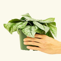Medium Silver Pothos 'Exotica' (Scindapsus pictus 'Exotica')