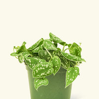 Medium Scindapsus 'Silvery Ann' (Scindapsus pictus 'Argyraeus')