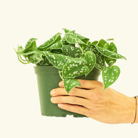 Medium Scindapsus 'Silvery Ann' (Scindapsus pictus 'Argyraeus')