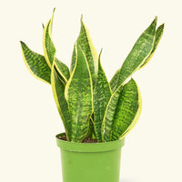 Medium Snake Plant 'Laurentii' (Sansevieria laurentii)