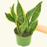 Medium Snake Plant 'Laurentii' (Sansevieria laurentii)