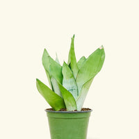 Medium Moonshine Snake Plant (Sansevieria trifasciata 'Moonshine') in a grow pot.