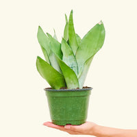 Medium Moonshine Snake Plant (Sansevieria trifasciata 'Moonshine') in a grow pot.