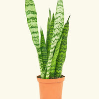 Medium Snake Plant 'Zeylanica' (Sansevieria zeylanica)