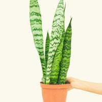 Medium Snake Plant 'Zeylanica' (Sansevieria zeylanica)