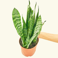 Medium Snake Plant 'Zeylanica' (Sansevieria zeylanica)