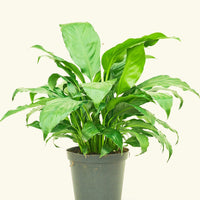 Medium Peace Lily (Spathiphyllum wallisii)