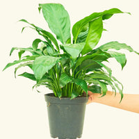 Medium Peace Lily (Spathiphyllum wallisii)