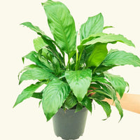 Medium Peace Lily (Spathiphyllum wallisii)